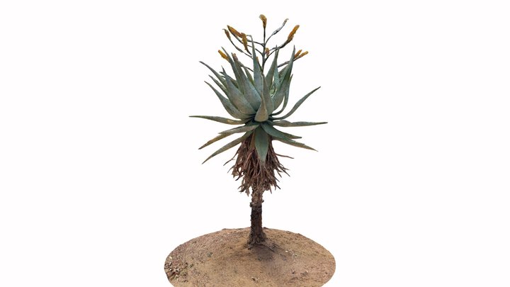 Plants - Mountain aloe - with STL File 3D Model