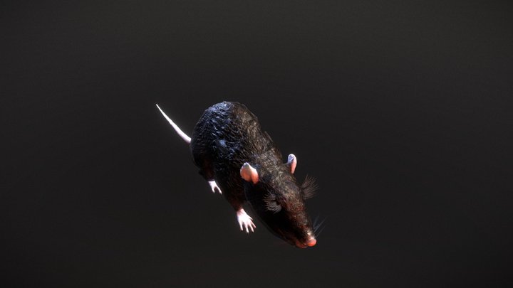 Chilled Rat 3D Model