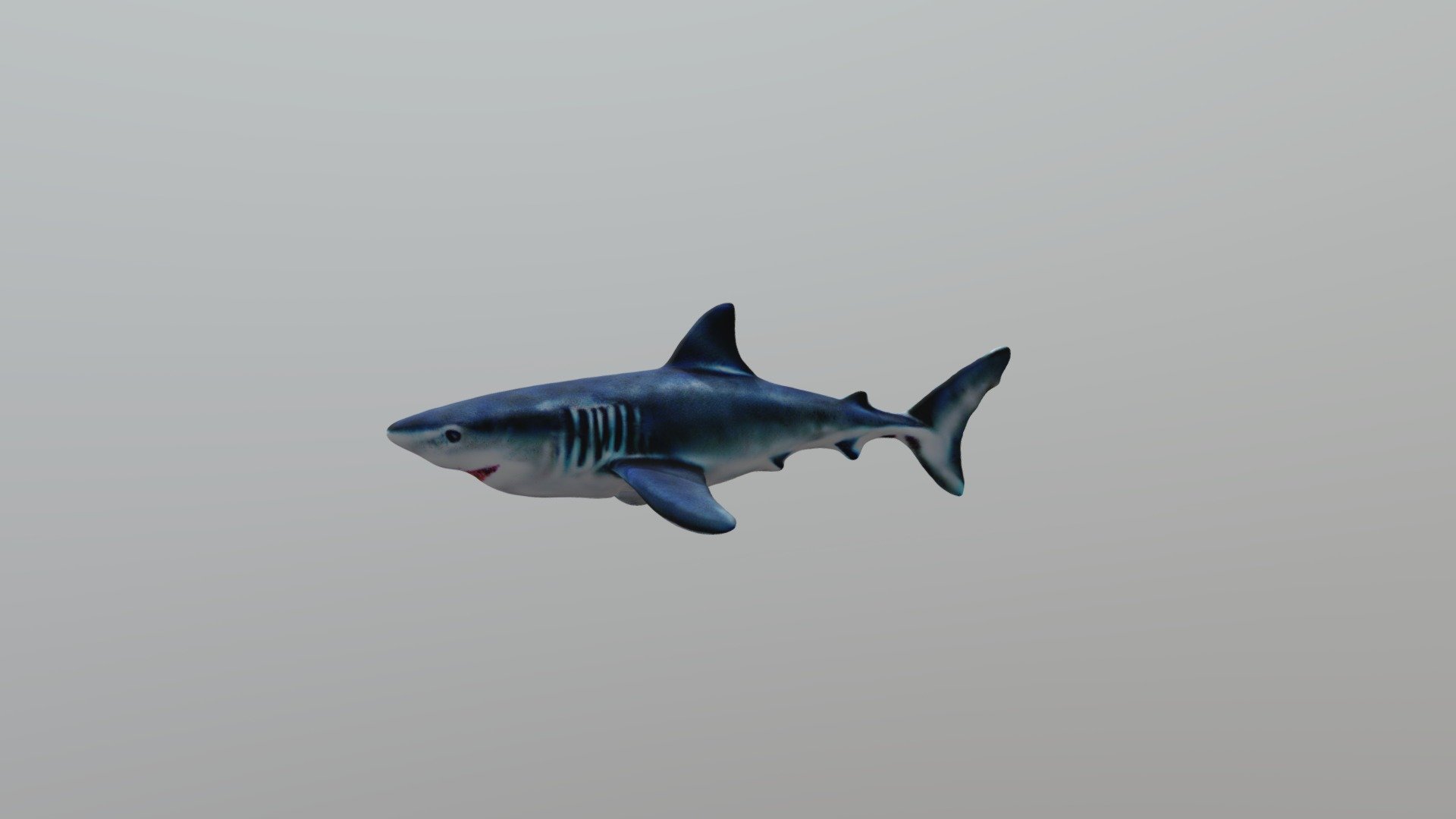 Shark - Download Free 3D Model By WA7KVI [5289779] - Sketchfab