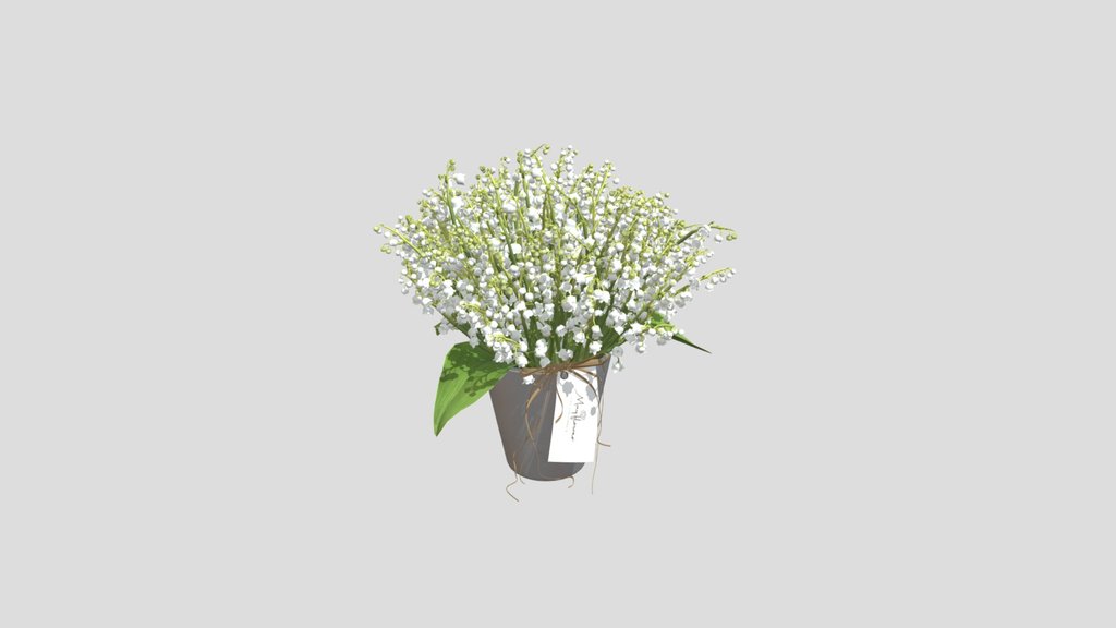 White Lily