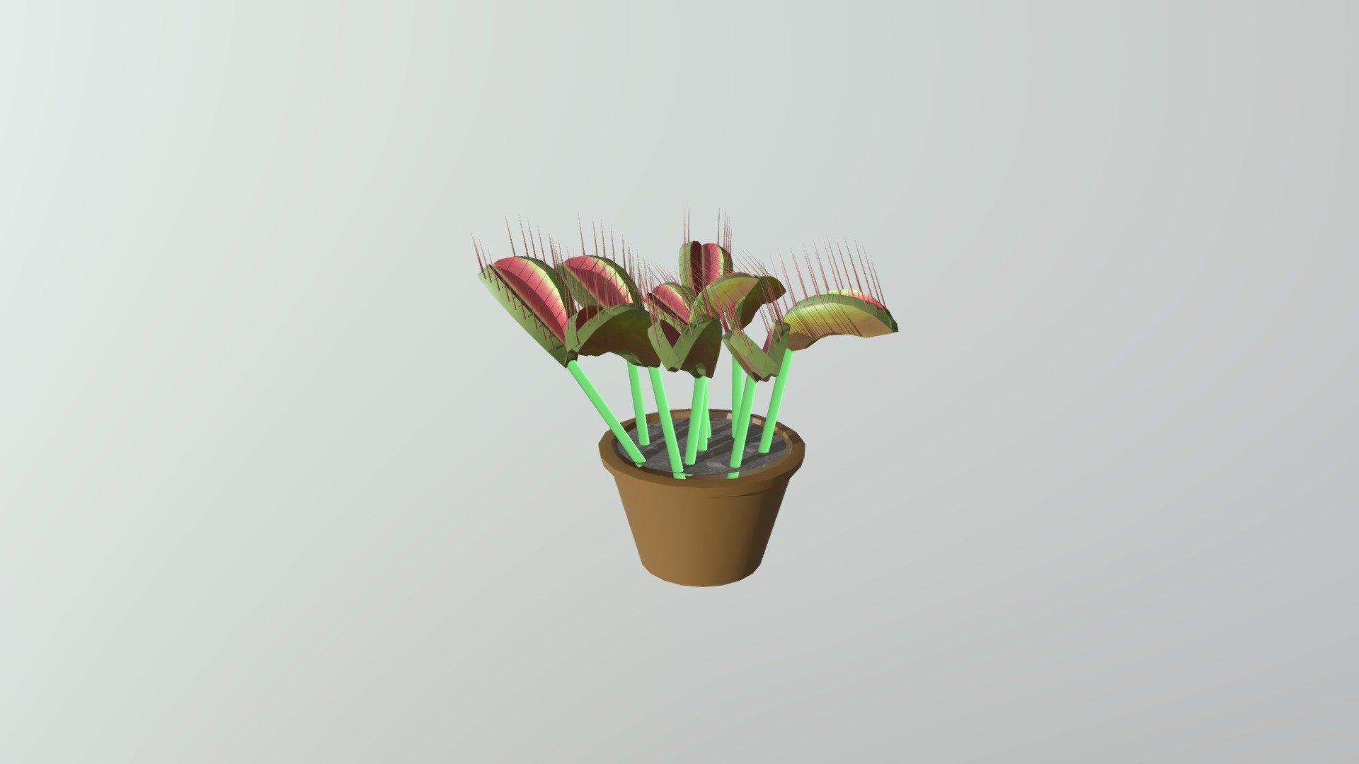Venus Fly Trap