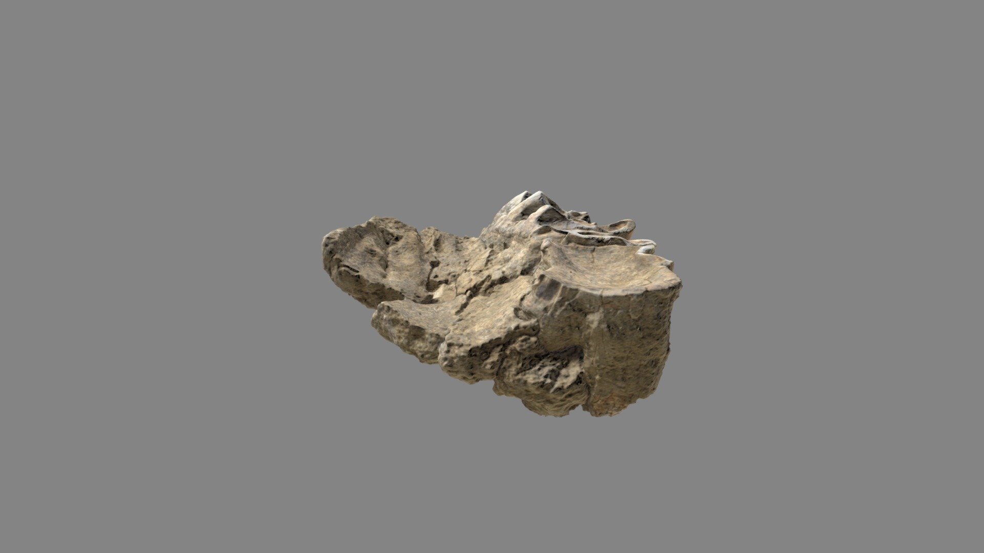 WSC6523 Mammut pacificus