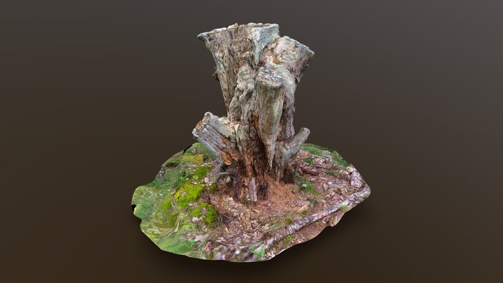 The Stump 3D Model