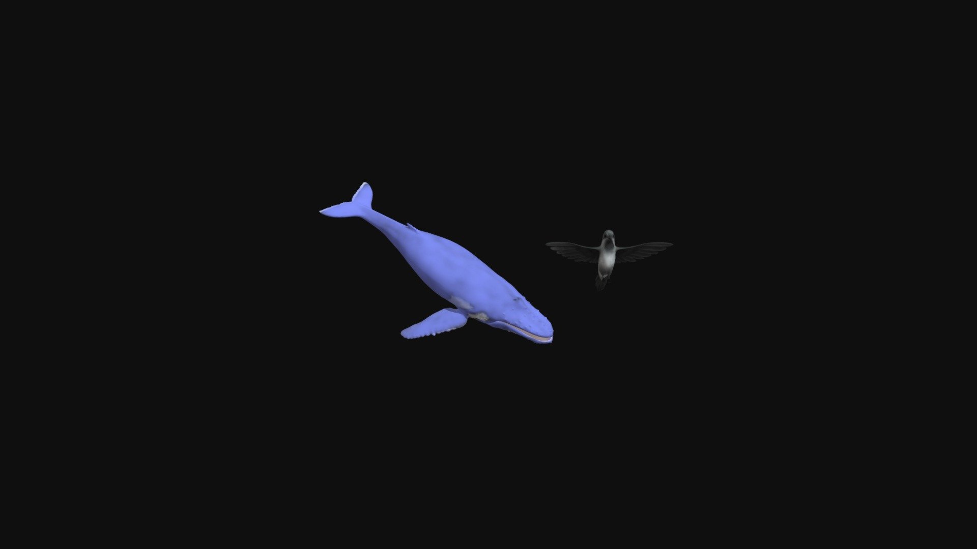 Whale