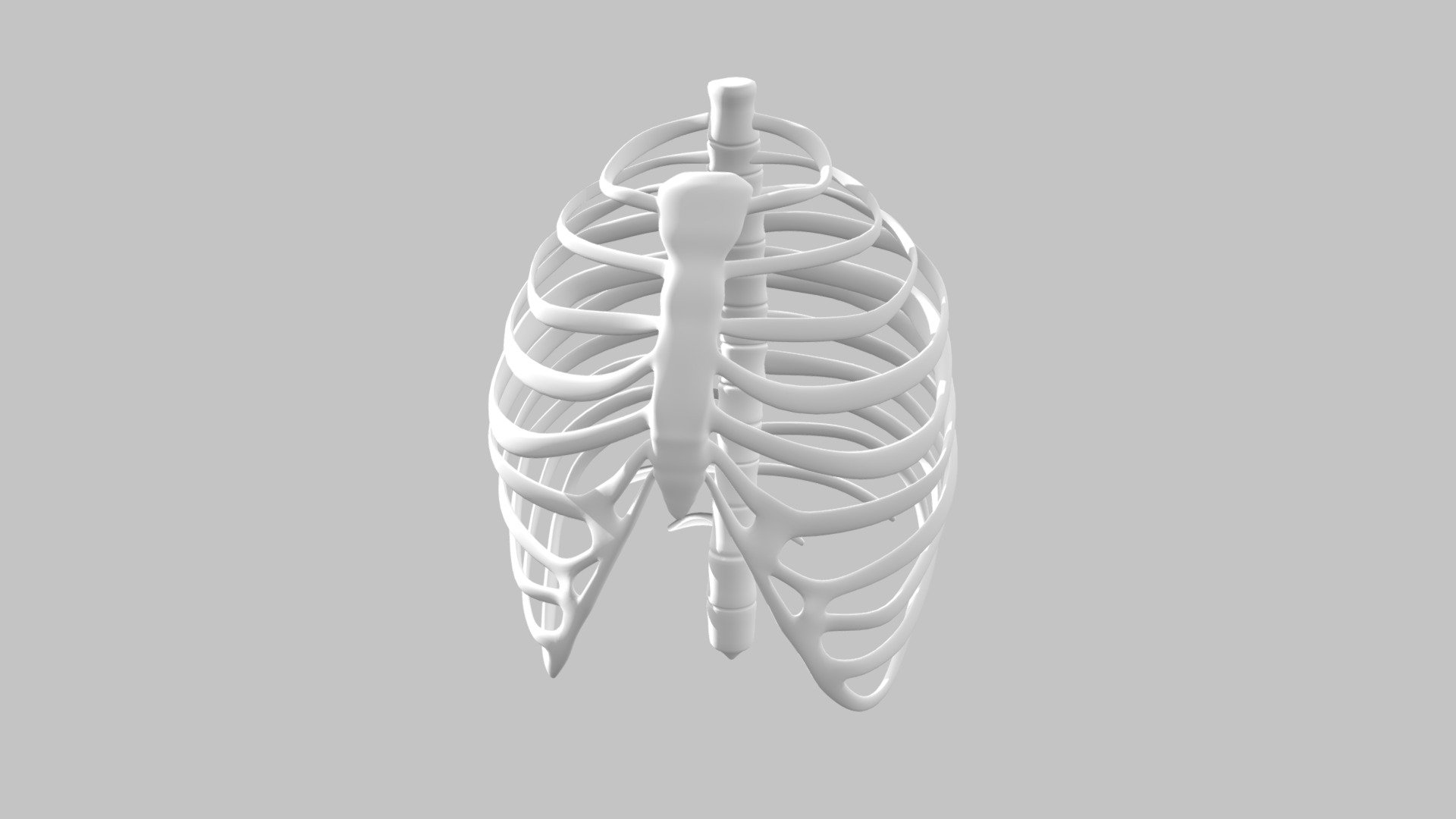 Human Ribs Model - 3D model by Dalia Sumrain (@dsumrain12) [529b944 ...