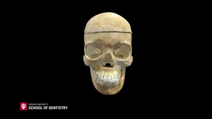 Skull 3b 3D Model