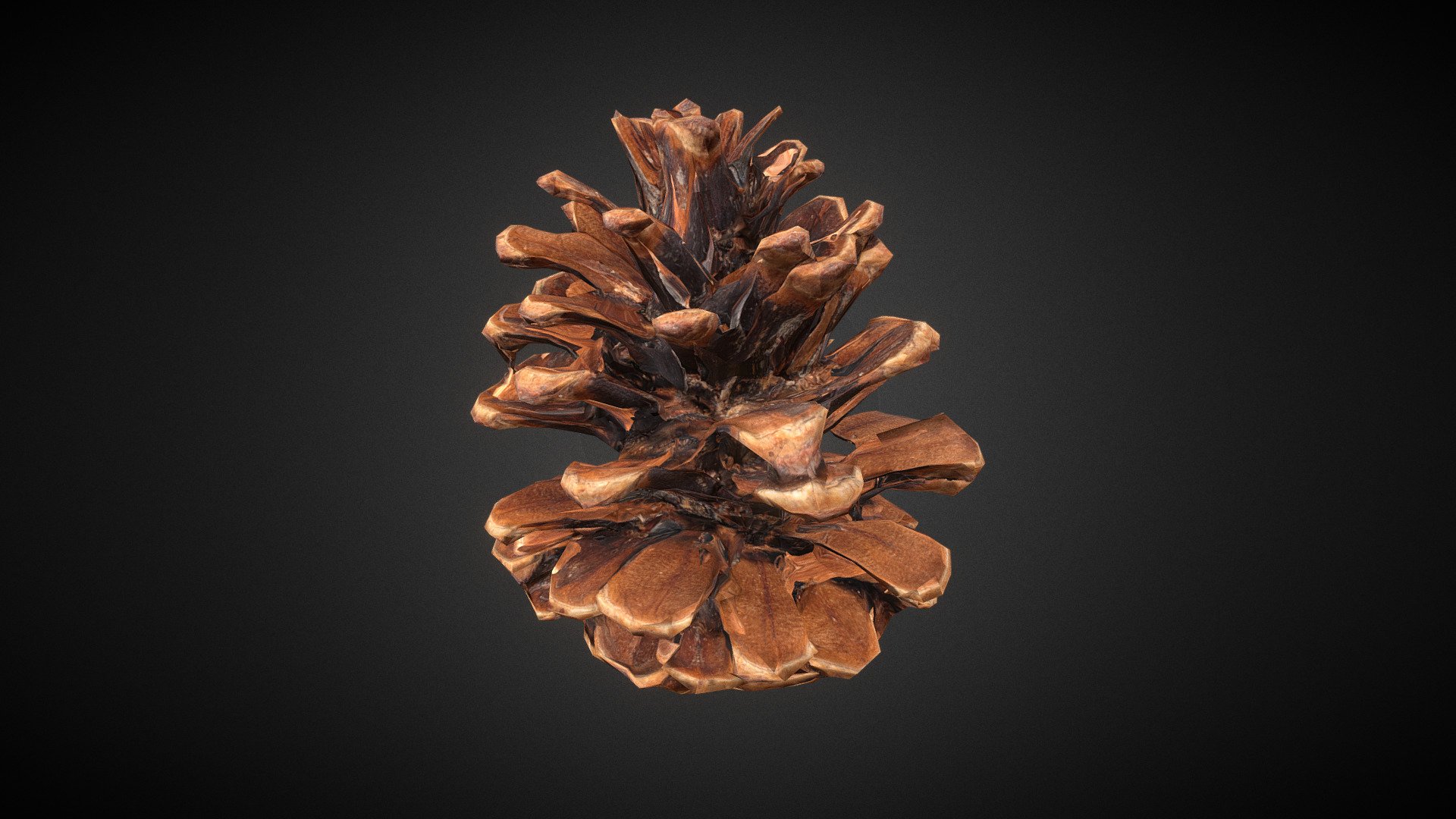 Pinecone - 5,5k poly version - Download Free 3D model by Zygomir ...