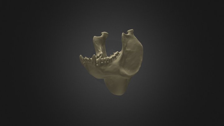 Mexican Howler Monkey Mandible & Hyoid Bone 3D Model
