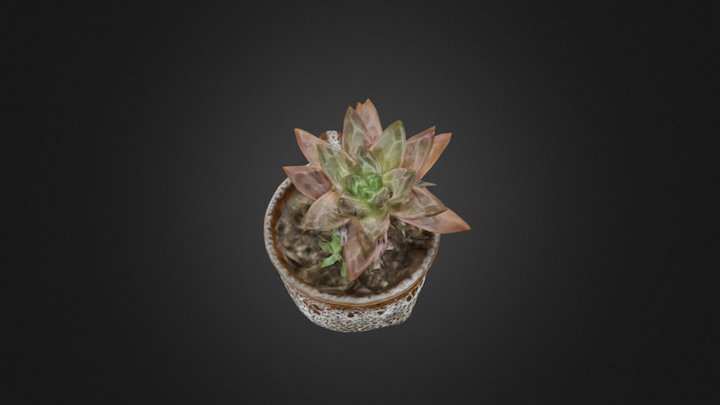 Succulent New2 3D Model
