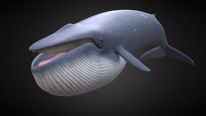 Blåhval (Balaenoptera Muscles) - Blue Whale 3D Model