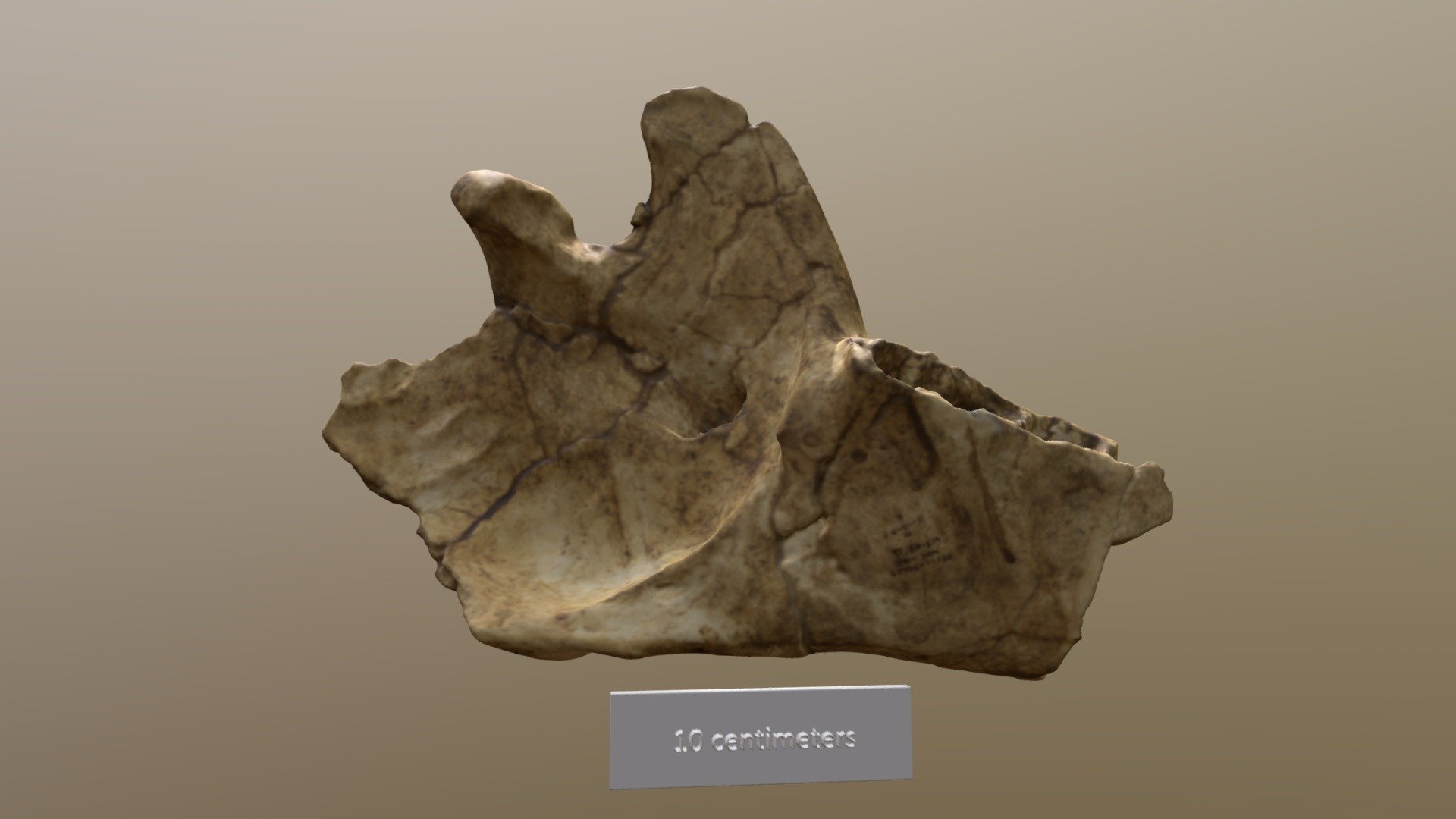 Paramylodon Dentary Left (VCU_3D_3922) - Download Free 3D model by ...