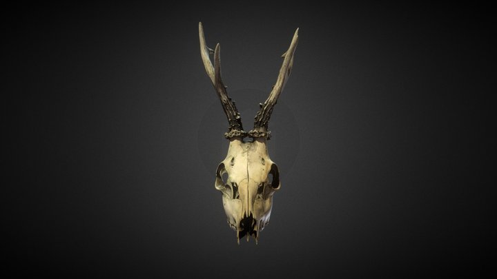 DeadlySkullPack  vol.01 Model One 3D Model