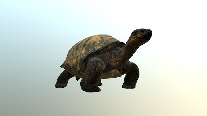 Galapagos giant tortoise 3D Model