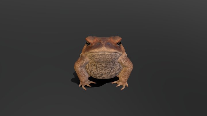 Cane Toad (Male) 3D Model