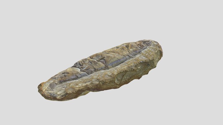Fossil de peixe da Bacia do Araripe 3D Model