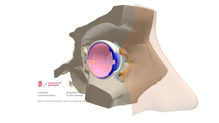 Anatomy of the Eye -excl chambers, vitreous body – Modello 3D gratuito STL