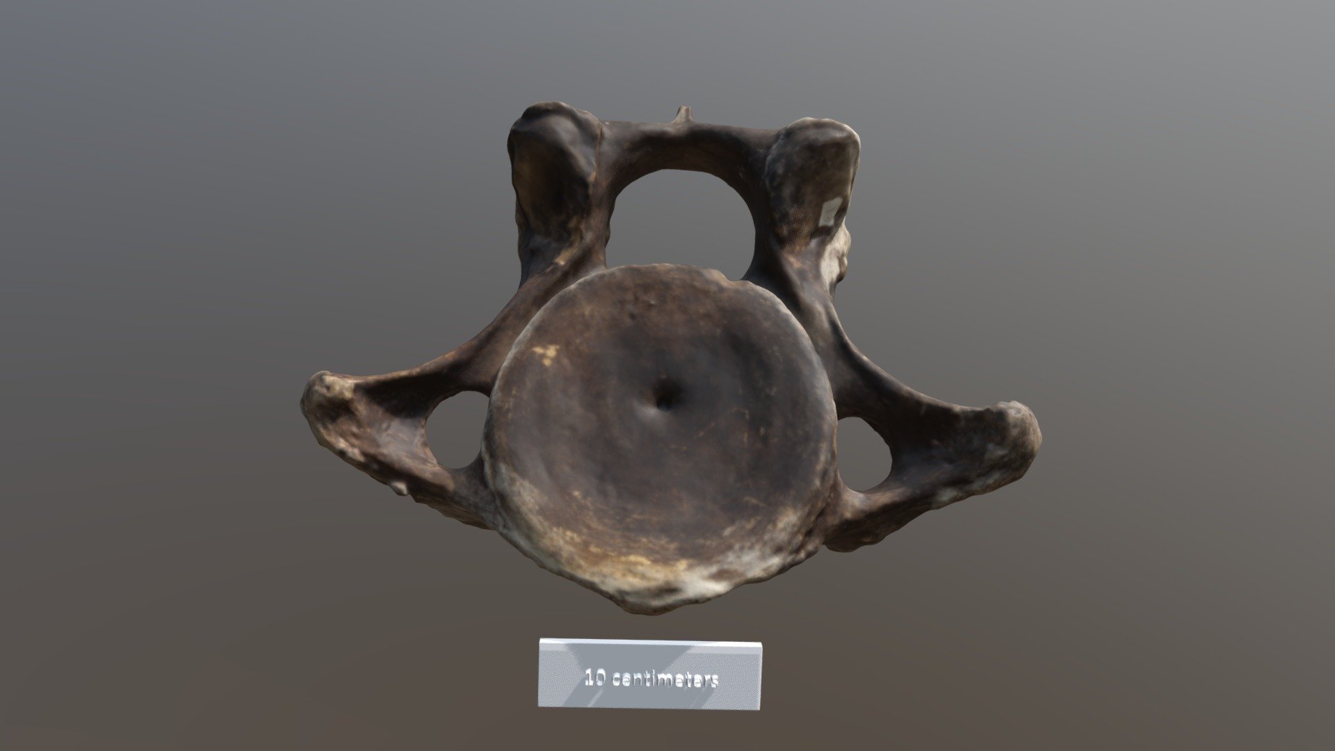 Mastodon Cervical Vertebra 4 (VCU_3D_3795)