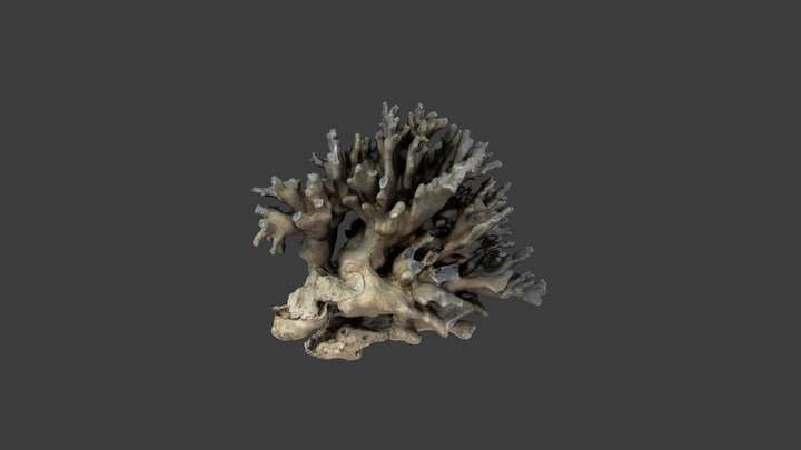 Heliopora coerulea – Modello 3D gratuito STL