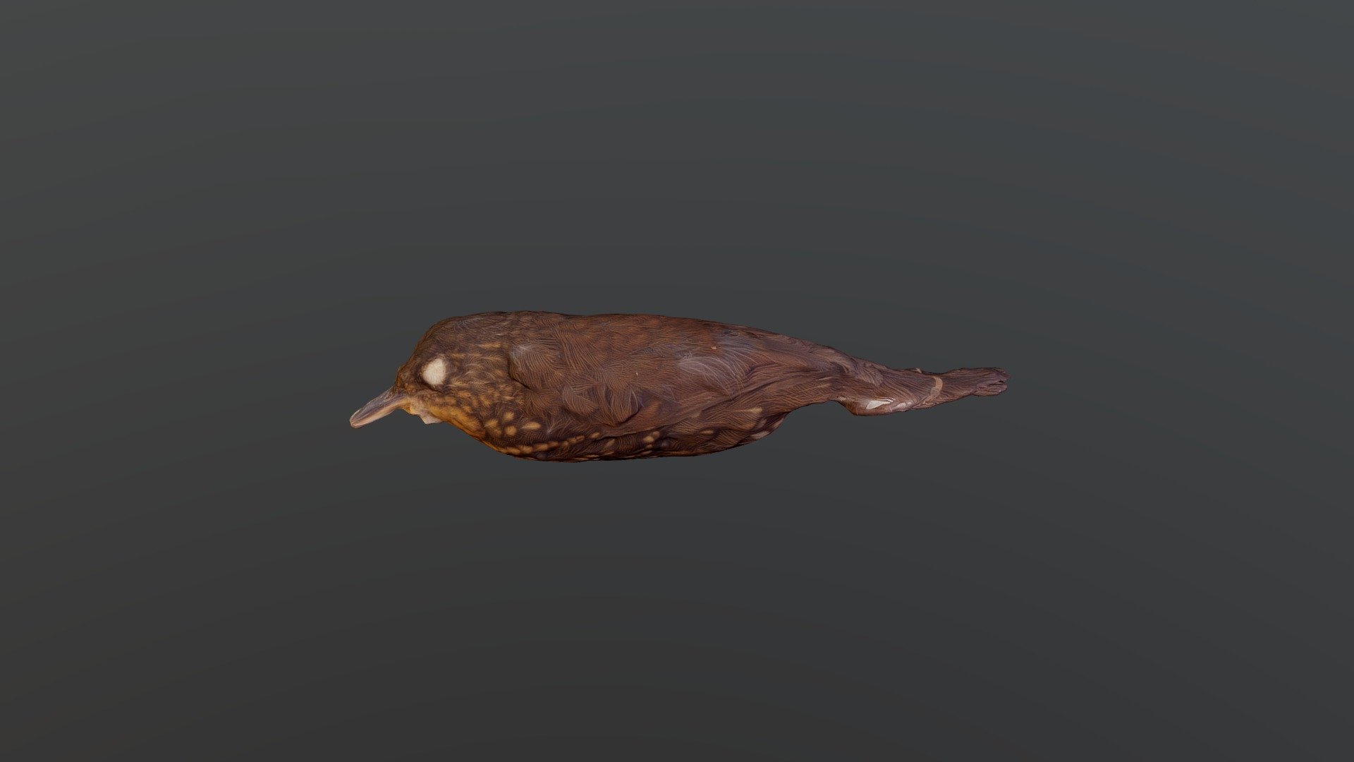 Spotted Barbtail - 	Premnoplex brunnescens