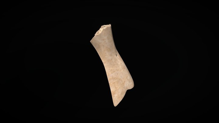 Huesos nasales 3D Model