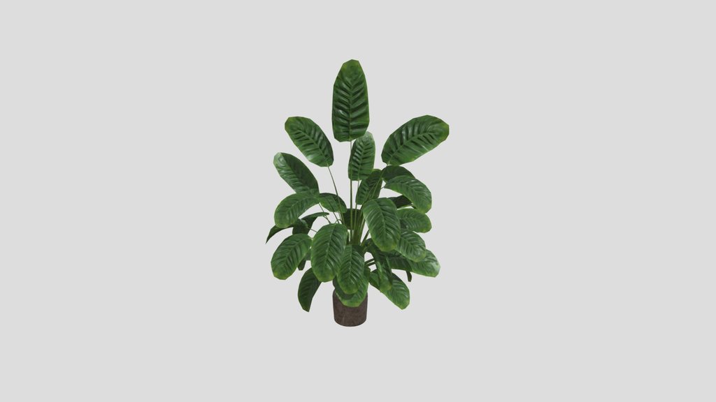 Sj Monstera 07