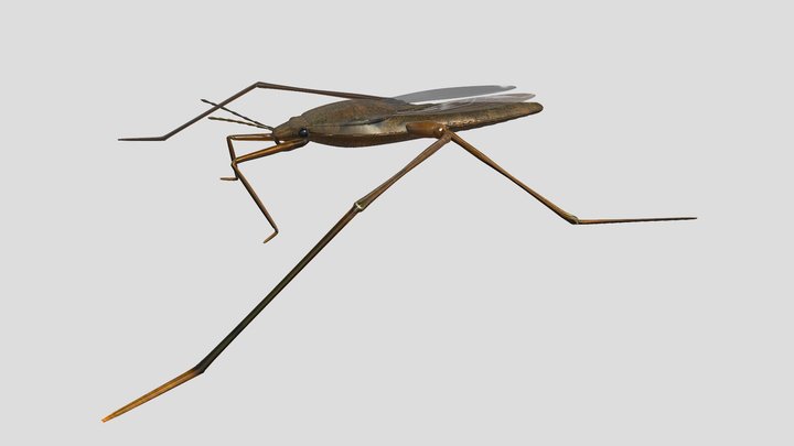 Water Strider 3D Model