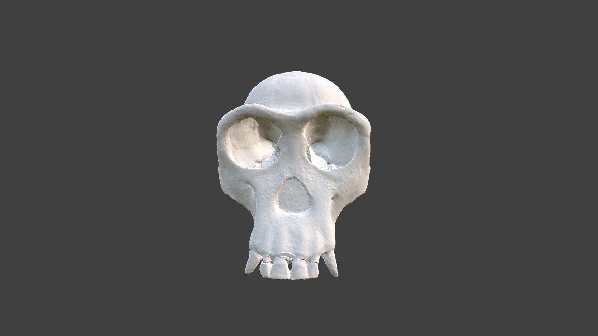 Female Chimp Skull