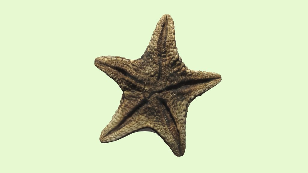 Starfish / Estrela do Mar
