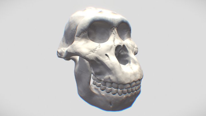 Paranthropus Bosei 3D Model