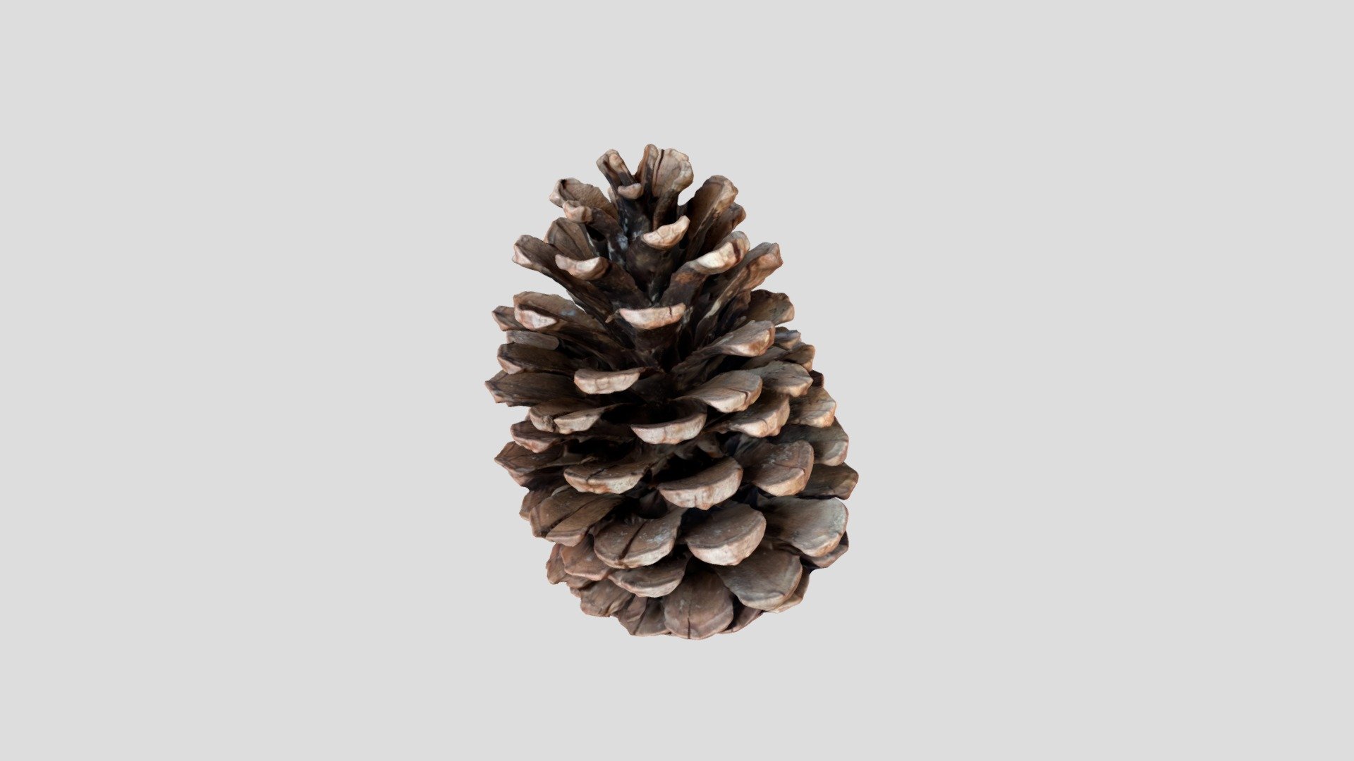 Pinecone