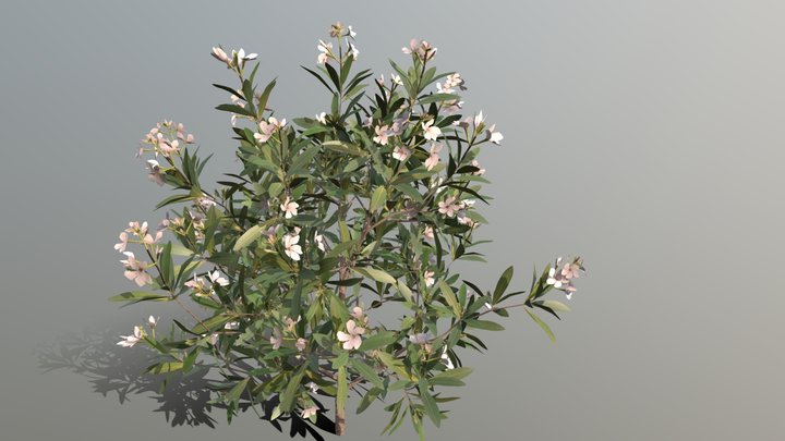 Nerium oleander (white) 3D Model