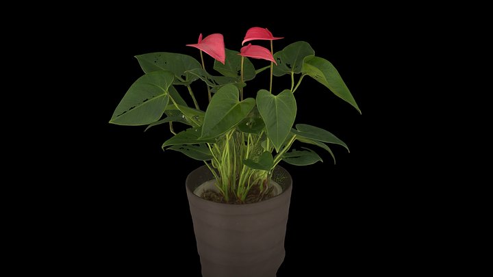 Anthurium 3D models - Sketchfab