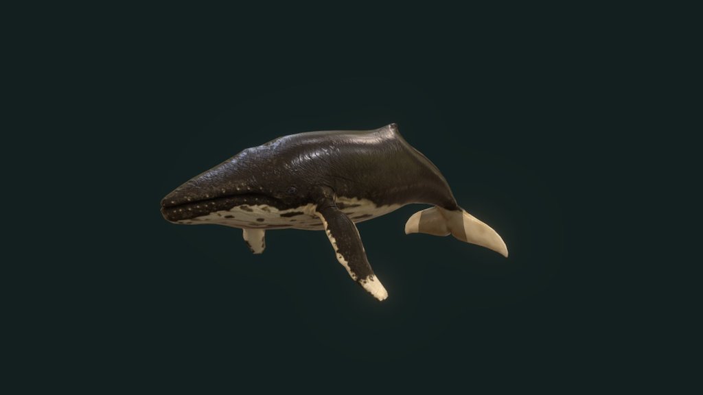 Whale animations - 3D model by PinkCloud Studio (@pinkcloudstudio ...