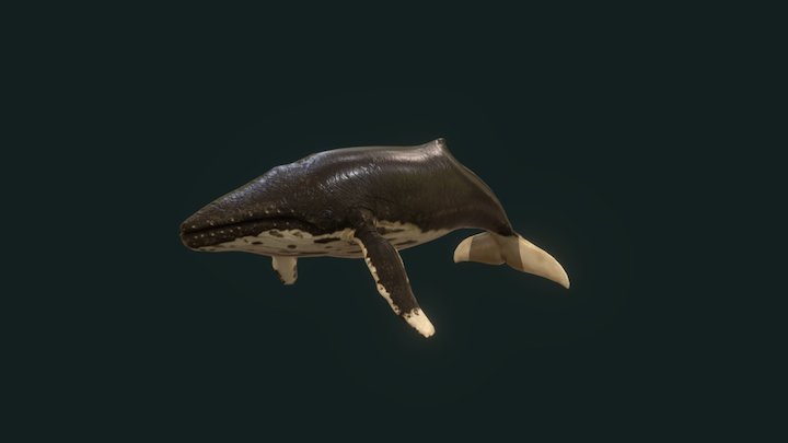Whale animations 3D Model