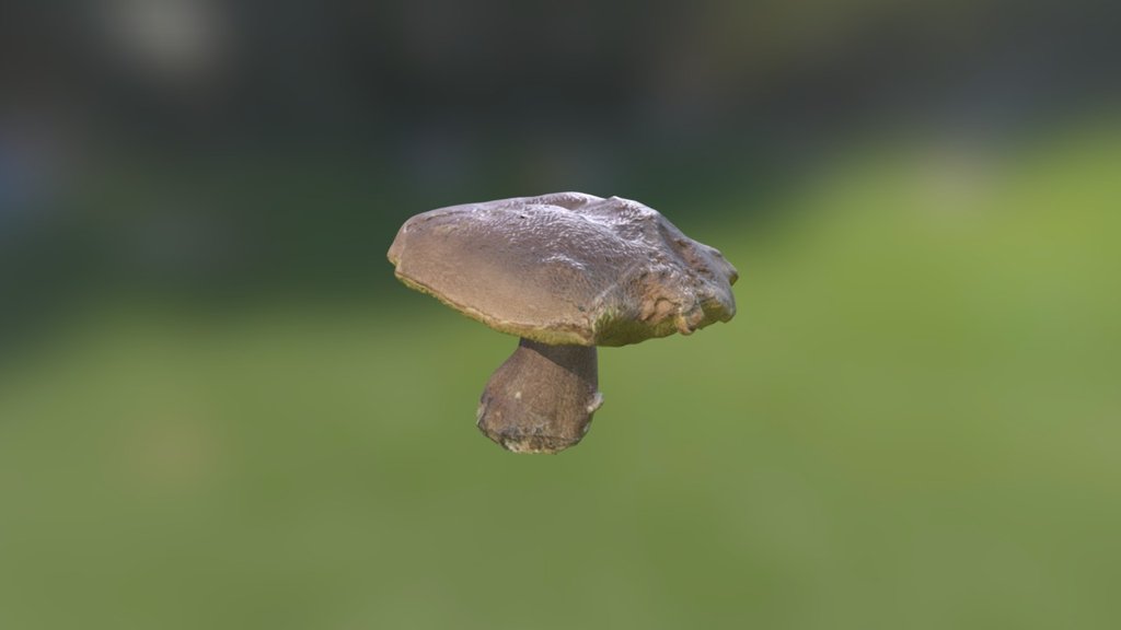 Mushroom