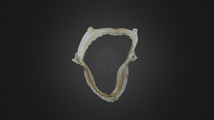 Vertebrate: Modern shark jaw (PRI) – Free 3D Model STL