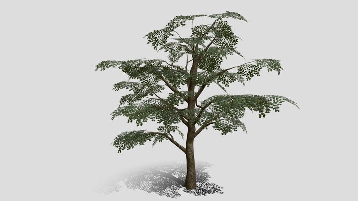 Low Poly Beech Tree 3D Model