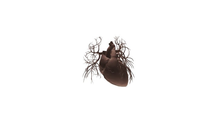 Real Heart 3D Model