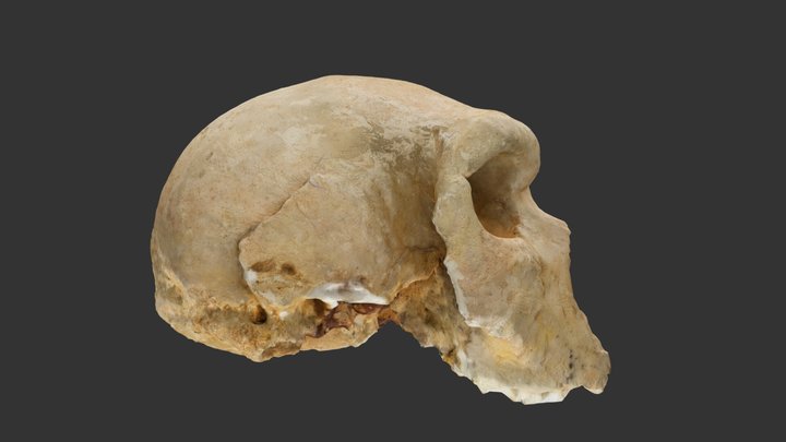 Petralona Cranium Cast 3D Model