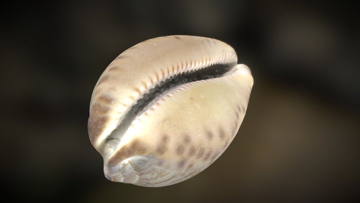 Cowry (Cowrie) Shell 3D Model