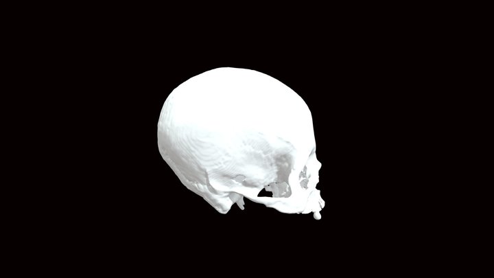 Bone 3D Model