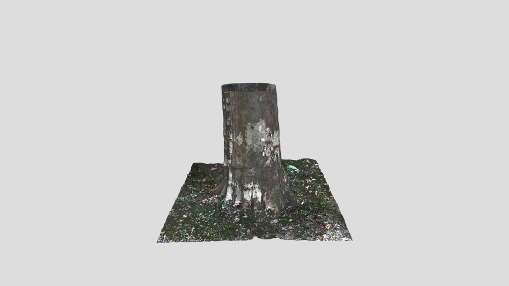 Tree Trunk Photoscanned