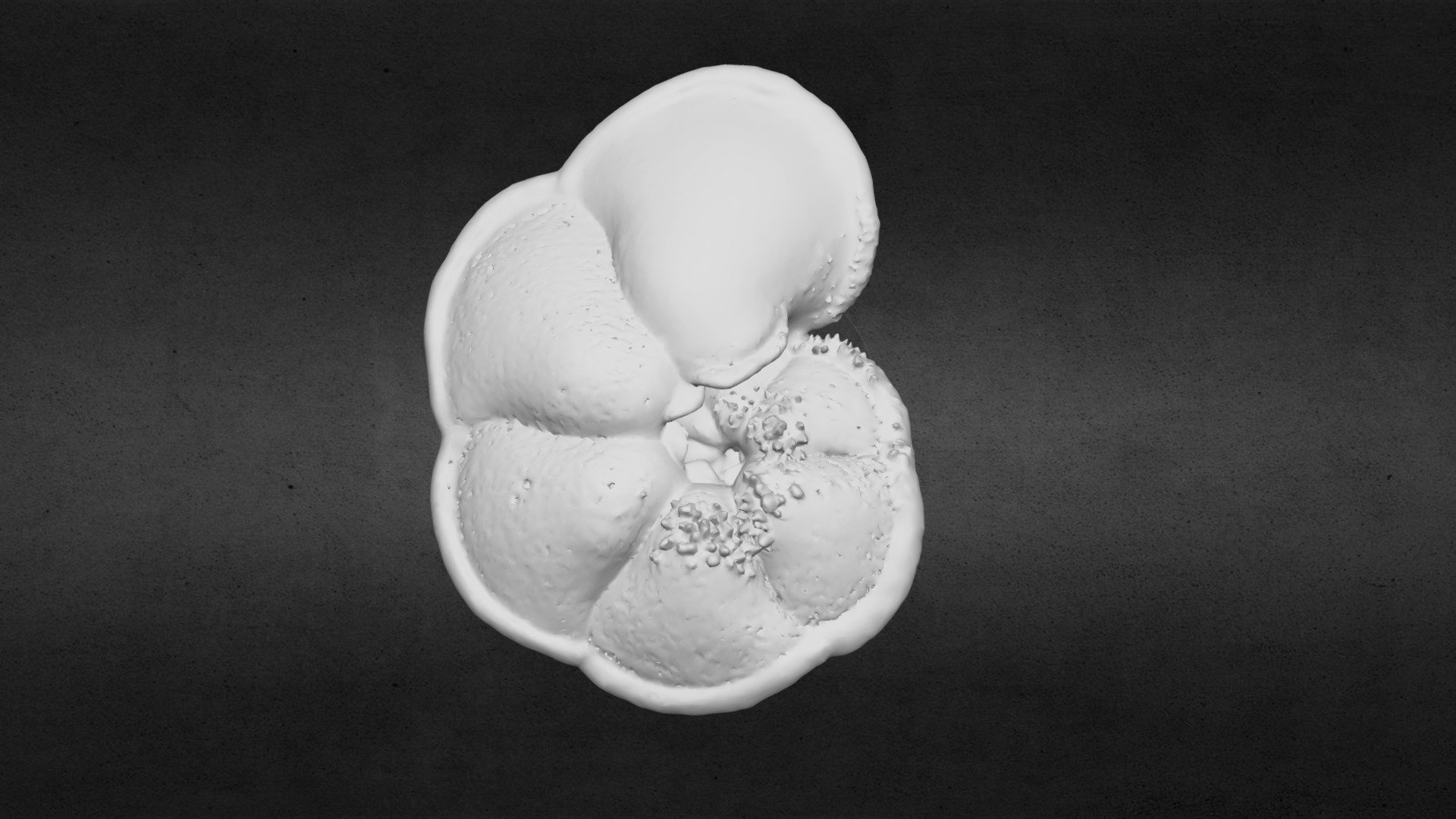 Globorotalia menardii