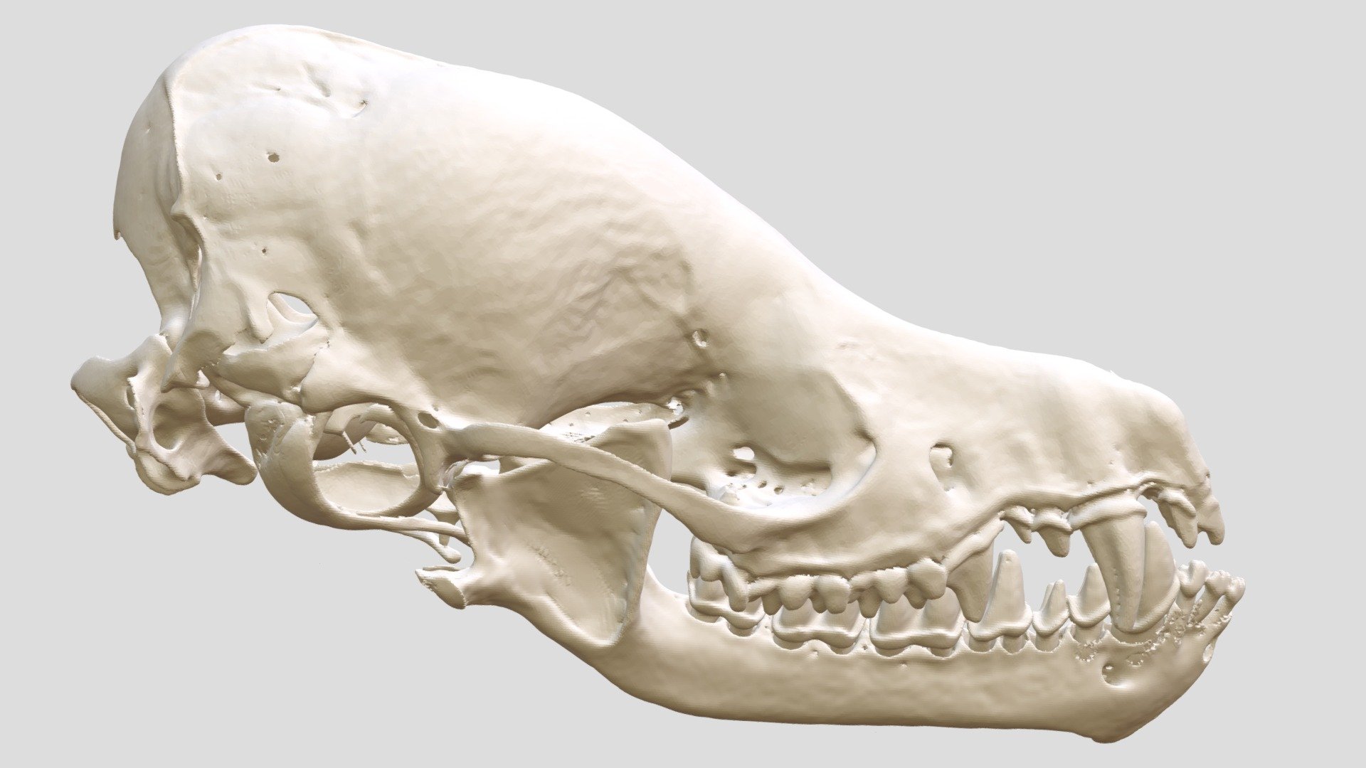 Myotis auriculus (MSB:Mamm:61102) - 3D model by Biodiversity [52ff92f ...