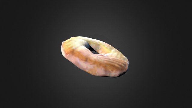 Partyceras ringi 3D Model