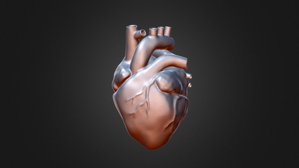 Anatomical Heart (2)