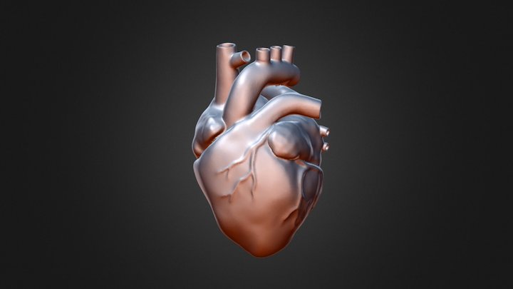 Anatomical Heart (2) 3D Model