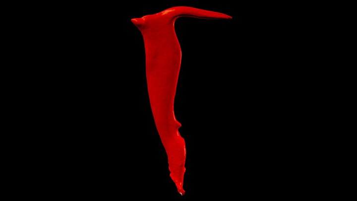 Penis Stylops ovinae 3D Model