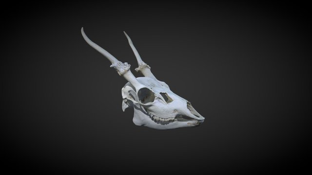 Fallow deer, skull 3D Model