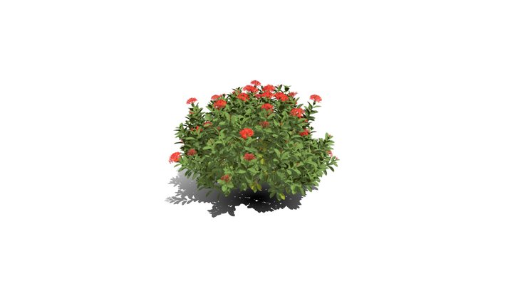 Realistic HD Chinese jungle geranium (4/10) 3D Model